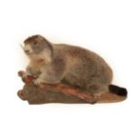 Taxidermy: Alpine Marmot (Marmota marmota), circa late 20th century, a full mount adult with head