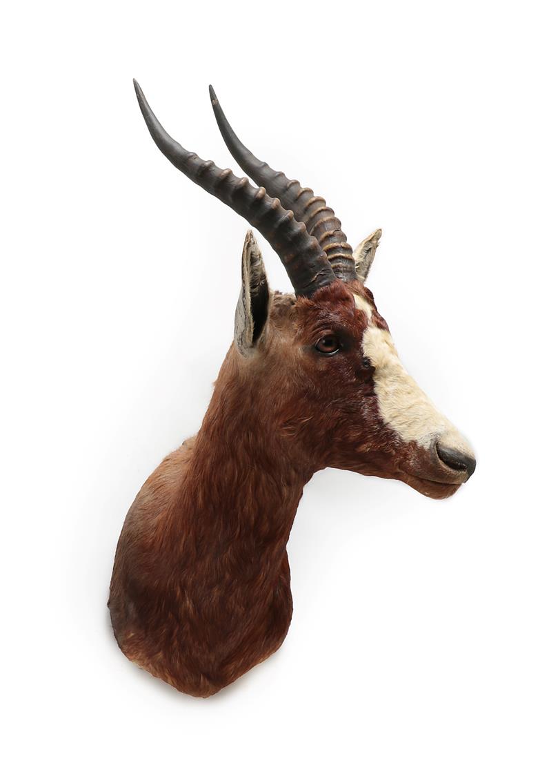 Taxidermy: Blesbok (Damaliscus pygargus phillipsi), modern, shoulder mount facing slightly to the