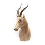 Taxidermy: White Blesbok (Damaliscus pygargus phillipsi), modern, high quality rare light coloured