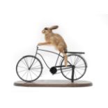 Taxidermy: An Anthropomorphic European Hare Leveret Riding a Bike, (Lupus timidus), circa 2020, by