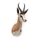 Taxidermy: South African Springbok (Antidorcas marsupialis), modern, high quality shoulder mount