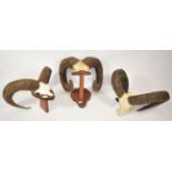 Antlers/Horns: European Mouflon (Ovis orientalis musimon), circa late 20th century, adult horns