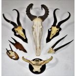 Antlers/Horns: A Selection of African Hunting Trophy Skulls, circa 1991, a varied selection of