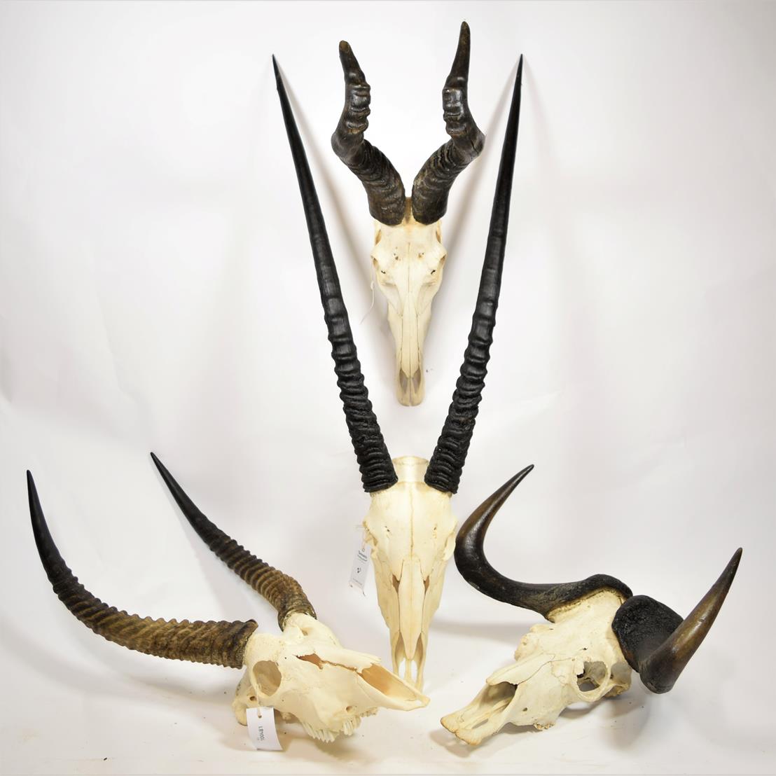 Horns/Skulls: A Selection of African Game Trophy Skulls, modern, a varied selection including -