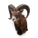 Taxidermy: European Mouflon (Ovis aries musimon), circa late 20th century, four year old adult