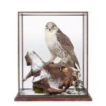 Taxidermy: A Table Cased Gyr Saker Falcon (Falco rusticolus X Falco cherrug), captive bred, circa