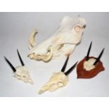 Horns/Skulls: A Selection of African Game Trophy Skulls, modern, to include - Common Warthog full