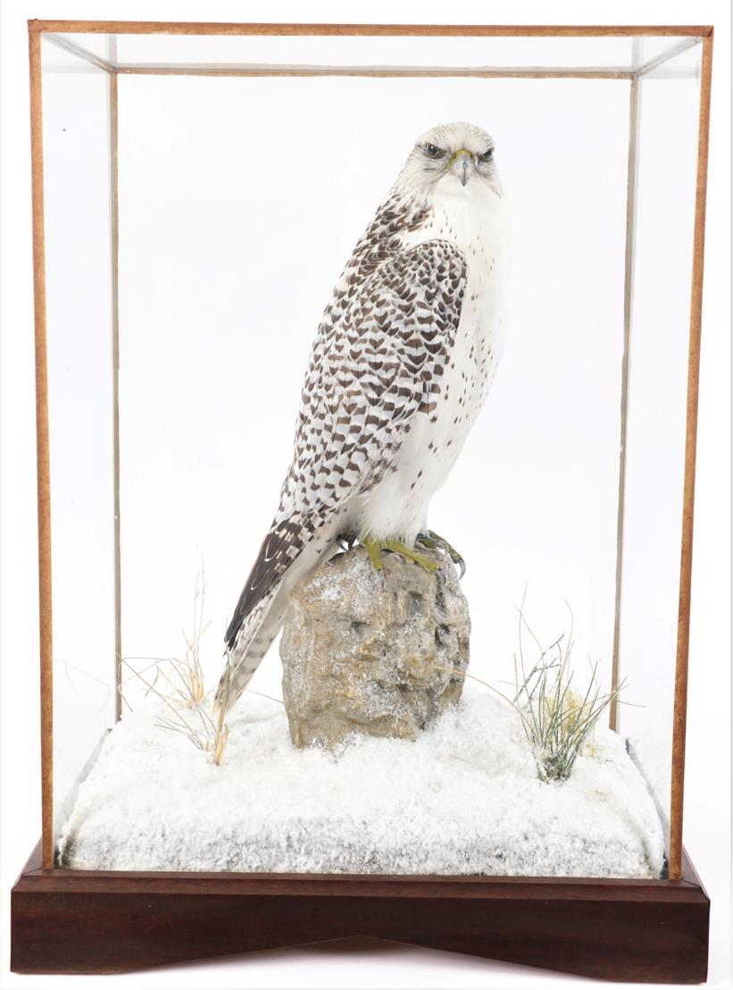 Taxidermy: A Table Cased Gyr Falcon (Falco rusticolus), circa 2014, by A.J. Armitstead,