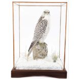 Taxidermy: A Table Cased Gyr Falcon (Falco rusticolus), circa 2014, by A.J. Armitstead,