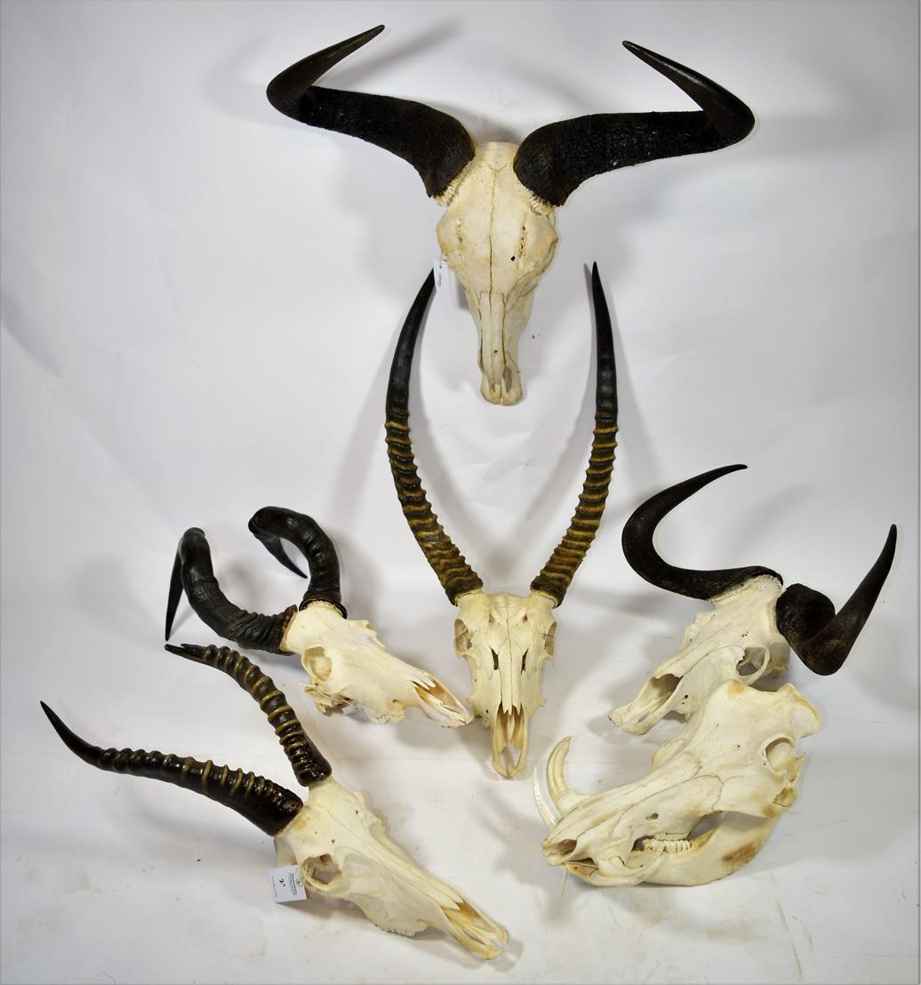 Horns/Skulls: A Selection of African Game Trophy Skulls, modern, a varied selection of African