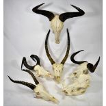 Horns/Skulls: A Selection of African Game Trophy Skulls, modern, a varied selection of African