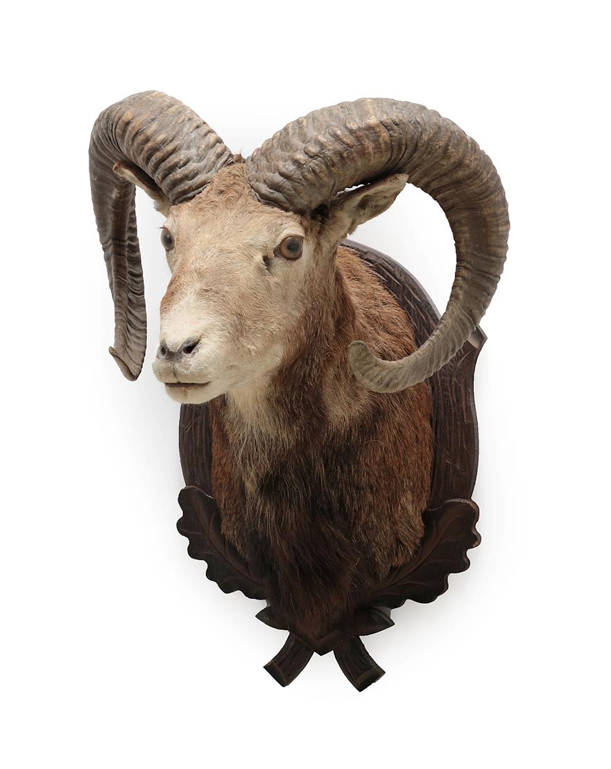 Taxidermy: European Mouflon (Ovis aries musimon), circa late 20th century, adult male