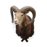 Taxidermy: European Mouflon (Ovis aries musimon), circa late 20th century, adult male