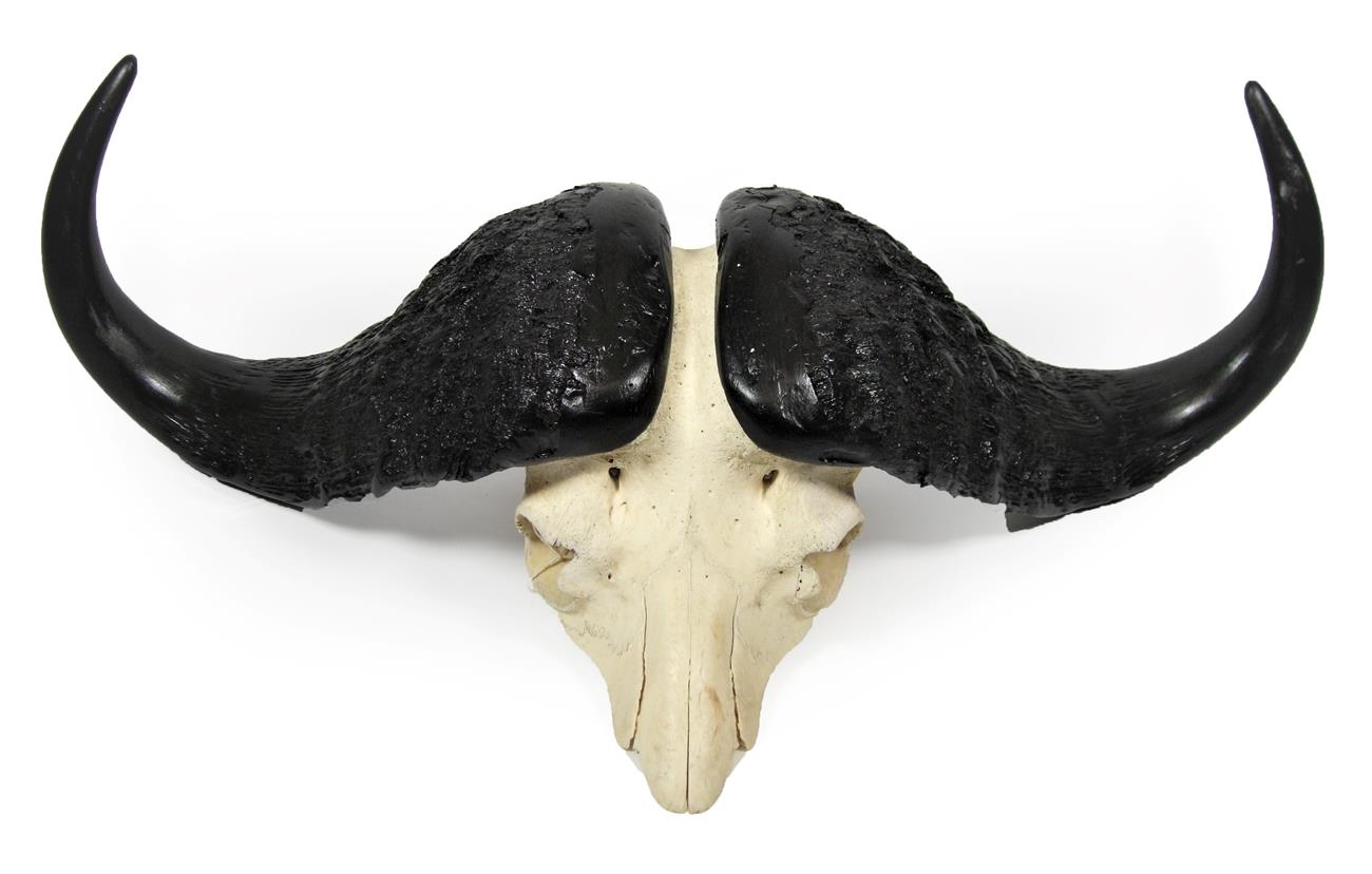 Antlers/Horns: Cape Buffalo Skull (Syncerus caffer caffer), circa late 20th century, large adult