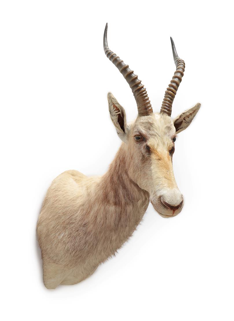 Taxidermy: White Blesbok (Damaliscus pygargus phillipsi), modern, high quality rare light coloured - Image 2 of 2