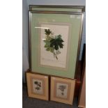 After John Jacob Haid ''Phyllanthus'' & ''Acer'' coloured prints, together with two further
