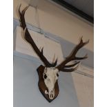 Antlers/Horns: European Red Deer (Cervus elaphus), circa late 20th century, adult Royal stag antlers