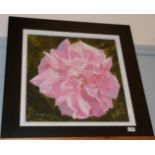 William Ireland (20th Century) Study of a pink peony, signed, oil on board, 51.5cm by 51.5cm
