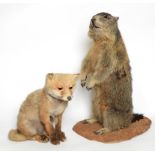 Taxidermy: Alpine Marmot and Red Fox Cub, circa late 20th century, a full mount adult Marmot sat
