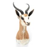 Taxidermy: South African Springbok (Antidorcas marsupialis), modern, high quality shoulder mount