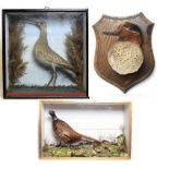 Taxidermy: A Late Victorian Cased Ring-Necked Pheasant, mounted upon painted faux rock work, set