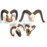 Antlers/Horns: European Mouflon (Ovis aries musimon), four sets of adult horns on cut upper skulls