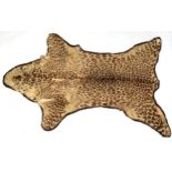 Taxidermy: African Leopard Skin rug, circa 1900-1920, a flat skin with limbs outstretched, backed