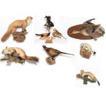 Taxidermy: A Large Group of European Countryside Animals and Birds, comprising - a full mount Musk