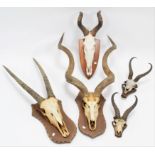 Antlers/Horns: A Group of African Game Trophies, circa late 20th century, comprising - a set of