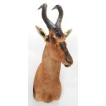 Taxidermy: Cape Red Hartebeest (Alcelaphus buselaphus caama), circa late 20th century, by Trans