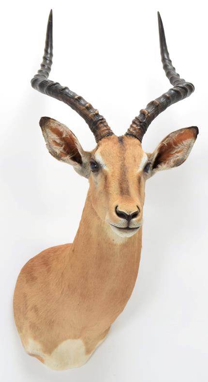 Taxidermy: Common Impala (Aepyceros melampus), modern, high quality shoulder mount looking