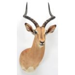 Taxidermy: Common Impala (Aepyceros melampus), modern, high quality shoulder mount looking