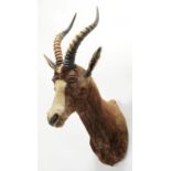 Taxidermy: Blesbok (Damaliscus phillipsi), circa late 20th century, a young adult male shoulder