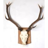 Antlers/Horns: European Red Deer (Cervus elaphus), circa late 20th century, adult stag antlers on
