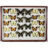Entomology: A Large Glazed of Display of African Butterflies, circa 21st century, containing