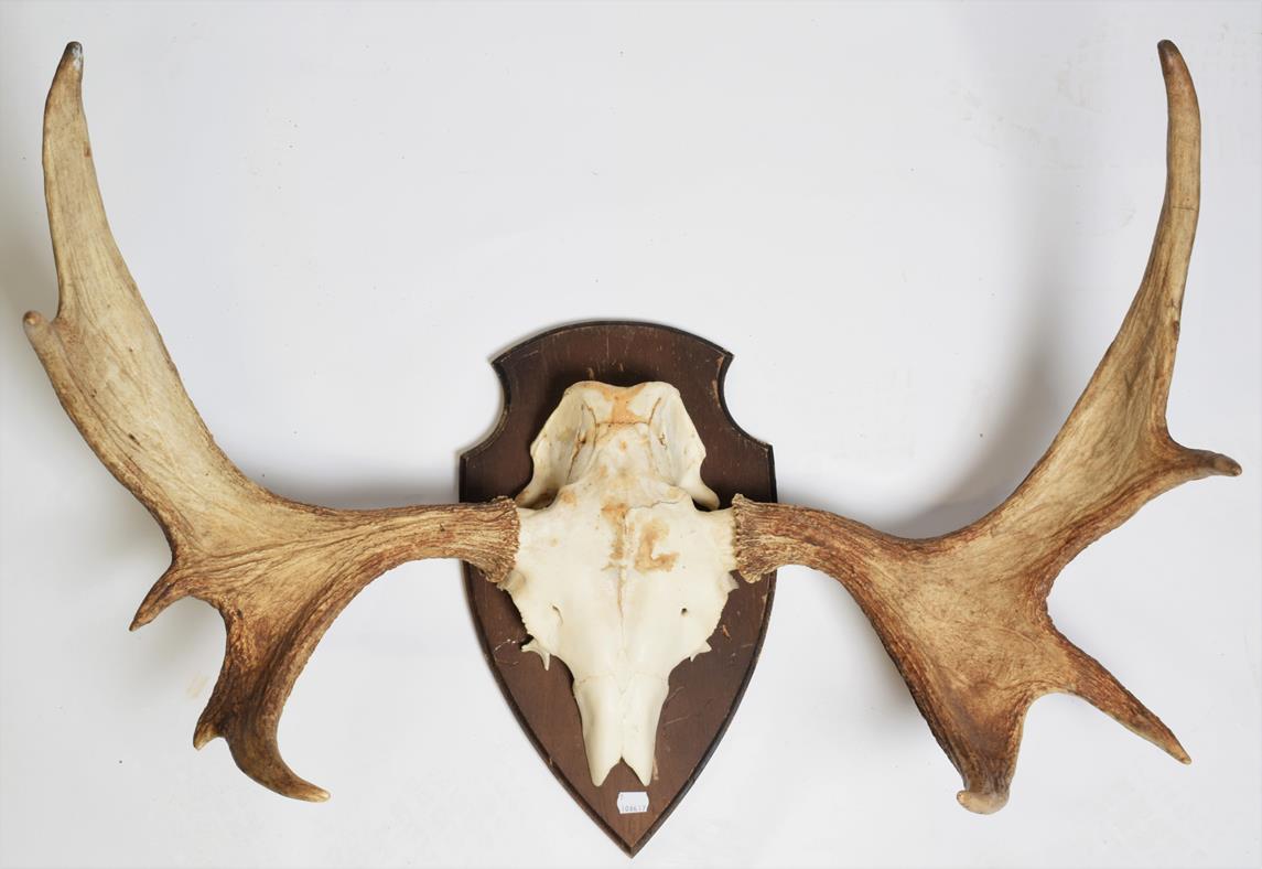 Antlers/Horns: A Set of European Moose Antlers (Alces alces), circa late 20th century, a set of