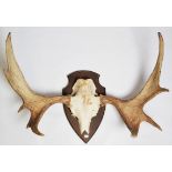Antlers/Horns: A Set of European Moose Antlers (Alces alces), circa late 20th century, a set of