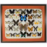 Entomology: A Framed Display of Tropical Butterflies, circa late 20th century, a display of thirty