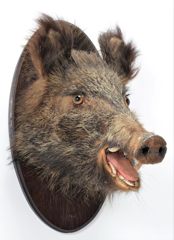 Taxidermy: European Wild Boar (Sus scrofa), circa late 20th century, juvenile shoulder mount looking