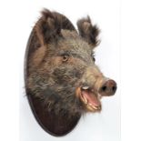 Taxidermy: European Wild Boar (Sus scrofa), circa late 20th century, juvenile shoulder mount looking