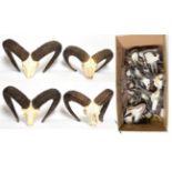 Horns/Skulls: European Mouflon / Alpine Chamois, circa late 20th century, four sets of adult