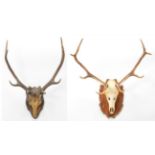 Antlers/Horns: European Red Deer (Cervus elaphus), circa late 20th century, adult stag antlers on