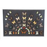 Entomology: A Large Display of African Butterflies, circa 21st century, a colourful fanned display