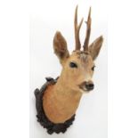 Taxidermy: European Roebuck (Capreolus capreolus), circa late 20th century, adult buck neck mount