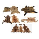 Hides/Skins: A Quantity of European Animal Hides, circa late 20th century, comprising - Red Deer