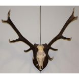 Antlers/Horns: European Red Deer (Cervus elaphus), circa late 20th century, adult Royal stag antlers