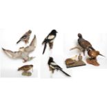 Taxidermy: European Countryside & Game Birds, circa late 20th century, three adult full mount Grey