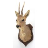 Taxidermy: Roebuck (Capreolus capreolus), circa late 20th century, adult buck shoulder mount looking