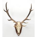 Antlers/Horns: European Red Deer (Cervus elaphus), circa late 20th century, adult Royal stag antlers