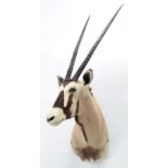 Taxidermy: Gemsbok Oryx (Gazella gazella), circa late 20th century, by Trans Africa Taxidemy,